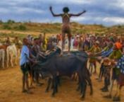 In the Hamar Tribe in Ethiopia a young man has to jump across a line of bulls in order to marry, have children and own cows.It is quite an event for the tribe and includes whipping of women, and the jumper is nude.