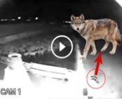 Kurtun, gece karanlığından faydalanıp koyunlara saldırdığı anlara ait video. Wolf attacking sheeps video