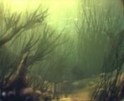 Quick demo of image sequences included in animatd collection Underwater Plants 001 at https://edfilms.net/shop/products/animated-underwater-plants-001