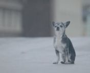A series of short films through the eyes of an animal who takes life seriously, a little too seriously at times. nThe dog&#39;s name, Knoffel, means Garlic in Afrikaans. nSee also https://vimeo.com/85280945nnDirector: Dave Meinert, MacDuff Films (www.macduff.tv) nDOP: Michael Cleary www.michaelcleary.co.za ; Wayne de Lange www.silverbullet.co.zanMusic: Golden Rebreather by Markus Wormstorm www.biblio.tvnFinal Mix: Simon Malherbe - Freqncy nOnline: Black Ginger www.blackginger.tv