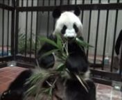 Berlin has two new bears -- in fact panda bears. A panda couple has just moved to the German capital, which is associated with the symbol of the bear.nThe male panda Jiao Qing, born in 2010, and the female one Meng Meng, born in 2013, came from a panda breeding and research center in Chengdu, southwest China.nThe chubby couple, ending Germany’s five-year “panda drought”, will stay in Berlin for 15 years for research purposes.
