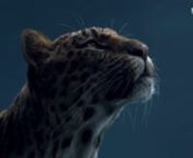 This was a very exciting project! Creating a full CG commercial is really fascinating for me!nMy role was to setup a system of atmosphere particles, and debris from the leopard in some shots.nnProductionnProduction House：上海美璐广告有限公司nProducer：曾啟福nDirector：張天助nnPostproduction / VFX nVFX Company：WeFX StudionExecutive Producer：羅申駿 Johnason LonCG Lead：曾博達 Pota, 林子傑 Taylor Lin n3D Artist：黃啟銘 Kevin Huang, 李翰宇 Han Lee, 楊欣林