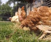 Animal Rights kon een aantal kippen redden van een hels bestaan. Voor de eerste keer zien ze zonlicht en kunnen ze schone lucht ademen. Ze leven nu vrij van uitbuiting, in een liefdevolle opvangplaats.