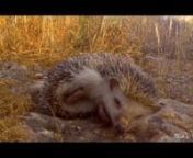 Spiky the Hedgehog - Gozo, Malta - VLOG #23nby Federico Chini aka