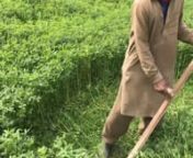 While Mohammed Saim, a farmer, scythes clover for his animals, he chats with his wife on a phone tucked into his cap. See more: https://www.nationalgeographic.org/projects/out-of-eden-walk/articles/2018-04-walking-all-world-going-and-coming/
