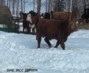 IRCC EPIC 716EnSimmental Bull1223769 15 January 2017 TOPS 716EnRedPolledntSVF/NJC BUILT RIGHT N48nSire: IRCC ZEPHYRnt IRCC XCELLA 2XntRC CLUB KING 040RnDam: GREYLEDGE SWEET N SASSYntEMG SWEET RED CRUSHnCSA EPD’sCE 9.8BW 2.5WW 70YW 98MM 21.7TM 57API 122TI 71nActual BW 85 lbsAdj Weaning wt: 688 lbsnSolid red, smooth made, sound structured one here out of a wonderful beef cow and the Agribition winner, Zephyr. He has the shape and lines