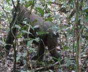 This rare video footage shows a gorilla mother and her newly born offspring in the Republic of Congo&#39;s Nouabale-Ndoki National Park. CREDIT: WCS Congo Program.