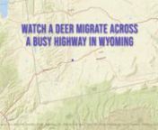 For the first time, researchers have documented with GPS data how a migrating mule deer near Leroy, Wyoming uses an Interstate 80 underpass built roughly 50 years ago. The data shows important wildlife crossings can be for mule deer habitat connectivity along the highway. The research is part of an ongoing migration study in collaboration with Wyoming Game and Fish Department and WYOMING DEPT. OF TRANSPORTATION on the Uinta mule deer herd and their interactions with highways. I-80 runs 400 miles
