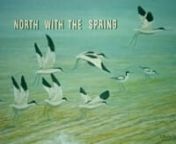 North With the Spring - a Journey in Quest of Birds and Wild Places - from the Mediterranean to the Arctic Sea nnNorth with the Spring is a Natural History film made and shot in 1969 by my grandfather Stanley Bayliss-Smith.Stanley was a published author, a wading-bird expert and a keen bird photographer and this film documents an epic bird-watching journey he undertook with his brother across the European continent.They travelled North, following spring and the changing of the seasons, bird-