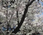Hermosas imagenes de cerezos japoneses en flor, acompanadas de musica relajante y un poema dedicado a todas las bellas madres del mundo. Con carino ofrezco la belleza que mis ojos admiran para aquellas que estando lejos, no pueden disfrutar de este maravilloso espectaculo de la naturaleza. Para todas las Diosas-Madres con gran admiracion y gratitud.