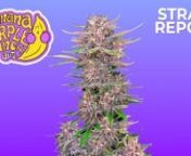 ----Intended for the 18 &amp; over----nnSebastian Good tells you all about Fastbuds nBanana Purple Punch Auto:nnThe Punch that makes you go bananas!nnThe majestic Banana Punch Auto joins the “most potent autoflower” club. This marvelous variety contains up to 26% THC and offers one of the best terpene profiles out there in 56 days. You can expect a candy-like terpene profile with an overwhelming ripe banana taste, deliciously complemented by a fruity background that leaves your mouth tasting