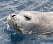 Istraživači Plavog svijeta Instituta za istraživanje i zaštitu mora 24. lipnja ove godine tijekom istraživanja dobrih dupina u sjevernom Jadranu snimili su sredozemnu medvjedicu. nSredozemna medvjedica snimoljena je podvodnom kamerom uz zapadnu obalu otoka Cresa. Ove snimke, koliko je nama poznato, prve su podvodne snimke sredozemne medvjedice u Jadranu. Snimljena životinja je najvjerojatnije odrasla ženka dužine oko 2.30 m, a analizom fotografija utvrdili smo da se radi o životinji koj