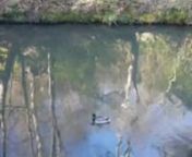 This video clip of a duck in Jesmond Dene was originally sent in by Hister as part of the Reflections project.
