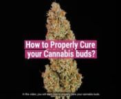 After you’ve harvested the fruits of your labour, it’s time for the most vital steps of them all: drying and curing.nnIn this video, you will learn how to properly cure your cannabis buds.nnWe&#39;ll explain the details behind timing, and why curing is a crucial step for your precious stash.nnIt might seem like a hassle at first, but the reality is that curing will turn harsh buds into ones that offer a smooth and delicious smokenn#cannabis​ seeds #royalqueenseeds​ #curing weednnRoyal Queen