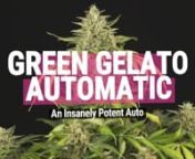 Green Gelato Automatic stands proud as one of the most powerful autoflowering strains on the planet. Watch this video to get the full breakdown on her winning traits. nnGreen Gelato Auto&#39;s potency and productivity defy stereotypes and mark a new milestone in the development of these speedy and easy cultivars. By crossing one of the most renowned THC powerhouses on the market—Green Gelato—with a pristine Cookies Auto specimen, our expert breeders managed to infuse ruderalis genetics into this