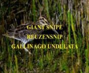 The giant snipe (Gallinago undulata) is a stocky wader. It breeds in South America. The nominate subspecies G. u. undulata occurs in two distinct areas, one in Colombia, and the other from Venezuela through Guyana, Suriname and French Guiana to extreme north-eastern Brazil. The southern subspecies G. u. gigantea is found in eastern Bolivia, eastern Paraguay and south-east Brazil, and probably also in Uruguay and north-eastern Argentina.nIt occurs in tall vegetation in swamps and flooded grasslan