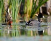 This week meet a baby Coot.As reported by Ed Yong in The Atlantic, the red and orange heads of coot chicks are indicators of weakness and vulnerability. (https://www.theatlantic.com/science/archive/2019/12/coot-chicks-feathers-fancy/604234/)nn