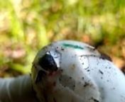 Vídeo mostra nascimento de filhote de jacaré-de-papo-amarelo from filhote