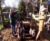 Ian&#39;s Mobile Farm at Aberford, near Leeds, that have had lots of Christmas trees donated for animals to play and graze on.