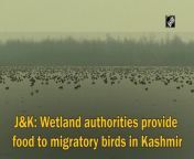 The authorities in several wetlands including the Hokersar wetland in Kashmir, are providing food to the migratory birds to make their stay a comfortable one amid the chilling winters in the Valley. The freezing temperatures during the months of December and January make it very difficult for these birds to find their usually preferred food like water nuts and a specific type of weed. This results in the wetland authorities stocking a large quantity of paddy and other food grains to fulfil the food requirements of these guest birds. These birds mostly come from countries like Siberia, China, Russia, and other cold countries. The wetland authorities are trying their best with all the efforts of monitoring the activities of these birds while also providing them with the required food. Keeping in mind, the beauty of these beautiful guest birds adds to the wetlands, the authorities will continue this exercise especially during the months of winter. A tourist while speaking to ANI, expressed his support towards the move and said that it is important to save these birds as they come from colder countries.