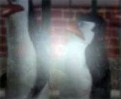 The Penguins Of Madagascar Season 3 Episode 14 Nighty Night Ninja