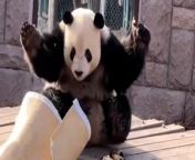 This is the adorable moment a giant panda got frightened by a bamboo mat.&#60;br/&#62;&#60;br/&#62;The sweet moment was captured on camera at Beijing Zoo on March 17. &#60;br/&#62;&#60;br/&#62;It shows giant panda Meng Er watching a bamboo mat being blown about in the wind.&#60;br/&#62;&#60;br/&#62;As the mat begins to fall toward the panda, it suddenly jolts backwards in surprise - triggering laughs from zoo visitors.