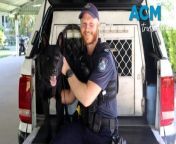 After only a week in Townsville, police dog Buzz has tracked multiple suspects, leading to seven arrests on February 3-4, 2024.