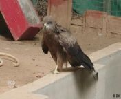 The organization Raksha in the city of Jaipur rescues and treats injured birds. Avian populations in cities have plummeted in recent years, impacting both humans and wildlife. The popular kite flying season is especially problematic for birdlife.
