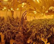 A warrant was carried out on Monday morning which saw officers recover approximately 200 cannabis plants were recovered. A 32 year old man was arrested as he attempted to escape the property on Bamville Road and placed in police custody.&#60;br/&#62;&#60;br/&#62;New figures show that the West Midlands&#39;s homicide rate is among the highest across England and Wales. It shows that there were 14.4 victims per million residents over the last three years. Police recorded 36 people dying because of a homicide incident in the year to March.&#60;br/&#62;&#60;br/&#62;Dizzee Rascal surprised fans with an impromptu gig on Valentine&#39;s Day in the Bullring. The iconic grime artist performed the free concert to many surprised fans, which included many classics and also tracks from his latest album Don&#39;t Take It Personal.