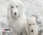 A pet owner built a dog out of snow and it is the spitting image of his dog. &#60;br/&#62;&#60;br/&#62;This is the adorable moment an owner builds a cute dog out of snow- that looks identical to his real life pet.&#60;br/&#62;&#60;br/&#62;The video, filmed by Mr Hu, in Hubei, China shows his creation and his pet dog side by side, revealing the uncanny resemblance that they share.&#60;br/&#62;&#60;br/&#62;Mr Hu can be seen raising his dogs head, to further show the extreme similarity between the pair.&#60;br/&#62;&#60;br/&#62;The video was filmed on February 5, 2024.