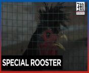 &#39;Kosovo Longcrower&#39;: a cockerel with an unusual voice&#60;br/&#62;&#60;br/&#62;Fevzi Aliu, a chicken farmer in Kosovo&#39;s capital, Pristina, takes care of special roosters called &#39;Kosovo Longcrowers.&#39; One of his favorites is Arab, a mostly black-feathered rooster that can crow continuously for nearly 90 seconds.&#60;br/&#62;&#60;br/&#62;Video by AFP&#60;br/&#62;&#60;br/&#62;Subscribe to The Manila Times Channel - https://tmt.ph/YTSubscribe &#60;br/&#62;&#60;br/&#62;Visit our website at https://www.manilatimes.net &#60;br/&#62;&#60;br/&#62;Follow us: &#60;br/&#62;Facebook - https://tmt.ph/facebook &#60;br/&#62;Instagram - https://tmt.ph/instagram &#60;br/&#62;Twitter - https://tmt.ph/twitter &#60;br/&#62;DailyMotion - https://tmt.ph/dailymotion &#60;br/&#62;&#60;br/&#62;Subscribe to our Digital Edition - https://tmt.ph/digital &#60;br/&#62;&#60;br/&#62;Check out our Podcasts: &#60;br/&#62;Spotify - https://tmt.ph/spotify &#60;br/&#62;Apple Podcasts - https://tmt.ph/applepodcasts &#60;br/&#62;Amazon Music - https://tmt.ph/amazonmusic &#60;br/&#62;Deezer: https://tmt.ph/deezer &#60;br/&#62;Tune In: https://tmt.ph/tunein&#60;br/&#62;&#60;br/&#62;#TheManilaTimes&#60;br/&#62;#tmtnews&#60;br/&#62;#kosovo
