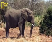 Elephants - हिन्दी डॉक्यूमेंट्री, Wild Africa _ Wildlife documentary in Hindi from xxx video हिन्दी स