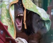 New orangutans at Port Lympne wild animal park, near Hythe