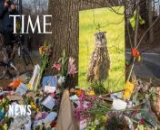 Mournful fans of Flaco the Eurasion eagle-owl gathered in New York City’s Central Park. The beloved celebrity creature became an inspiration and joy to many in Manhattan after escaping his zoo enclosure.