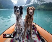 Meet the rescue dogs travelling Europe - who have climbed mountains in Norway, sailed across lakes in Switzerland and camped in the Italian countryside. &#60;br/&#62;&#60;br/&#62;Austrian Anne Geier, 37, adopted Romanian street dogs, Finn, 13, a Labrador cross, and Yuri, 10, a Border Collie cross, from the streets of Romania. &#60;br/&#62;&#60;br/&#62;Since then, the photographer has taken her pooches on adventures across Europe - including trekking through forests in Italy, exploring nature in Sweden and swimming in lakes in Switzerland. &#60;br/&#62;&#60;br/&#62;The dogs travel with Anne and her partner, Robert Fahrner, 38, who works for a small company coaster company in Austria, stay in a VW T4 camper van and enjoy hiking through nature. &#60;br/&#62;&#60;br/&#62;Anne snaps pictures of her photogenic pooches at the breathtaking spots they visit. &#60;br/&#62;&#60;br/&#62;Anne and the dogs have visited Italy, Croatia, Switzerland, Germany, Sweden, Denmark, Netherlands and Norway and hope to still venture to Austria - although say their travels are slowing down due to Finn getting older. &#60;br/&#62;&#60;br/&#62;Anne, from Tauplitz, Austria, said: &#92;