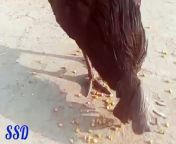 Ayam cimani