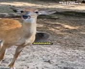 Get ready to be blown away by this incredible video! In this jaw-dropping footage, a deer reveals the most unexpected grin you&#39;ve ever witnessed. It&#39;s as if nature itself is saying &#39;cheese&#39;! Watch as the deer&#39;s smile steals the spotlight and spreads joy to all who see it. Don&#39;t miss out on this unforgettable wildlife moment! ✨ #WildlifeDay #SmilingDeer&#60;br/&#62;&#60;br/&#62;Video ID:WGA357092&#60;br/&#62;&#60;br/&#62;#wildlifeday #deerencounter #smilingdeer #heartwarmingmoment #wildlifewonders #natureconnection #heartwarming #deerlife #cuteanimals #adorableanimals #funnyencounter #wildlifeencounter #wildlifewednesday #bestofinternet #viralvideo #youtube #subscribe #entertainment #humor #viralcontent #funnyvideos