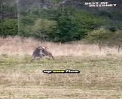 Get ready for an adrenaline-packed showdown!&#60;br/&#62;In this incredible video, witness the intense fight between kangaroos right in the backyard of a farmhouse in Singleton, Australia. These kangaroos aren&#39;t playing around – it&#39;s an aggressive brawl unlike any other! &#60;br/&#62;&#60;br/&#62;Don&#39;t miss out on this jaw-dropping display of nature&#39;s power and resilience. #KangarooFight #WildlifeShowdown #EpicBattle&#60;br/&#62;&#60;br/&#62;Video ID: WGA569427&#60;br/&#62;&#60;br/&#62;#kangaroofight #wildlifeshowdown #epicbattle #naturevideo #australianwildlife #viralvideo #genzcontent #animalbehavior #farmhouseencounter #naturephotography #viralvideooftheweek #viralvideooftheday #bestofinternet #viralvideo #youtube #entertainment #bestvideos2024 #bestvideosontheinternet