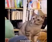Funniest Cats- Don&#39;t try to hold back Laughter- Funny Cats Life&#60;br/&#62;Funniest Cats And Dogs Videos- Best Funny Animal VideosEverFunny animals, funny animal videos, funny dog videos, funny cat videos, funniest animals, funny videos, funny videos, funny cats and dogs, cute animals, funny dogs, funny animal life, funny cats, world of funny animals, funny animal video , funny pets, funny animals cats and dogs, animal videos, funny animals 2024, funny cat, funny, funny animal moments, funniest dogs, funniest animal videos, best 2024, cat videos, funniest cats, funny dog, best animal videos&#60;br/&#62;