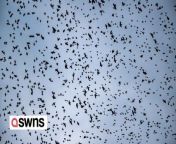 A village is being constantly drenched in bird droppings after it was invaded by a flock of tens of thousands of starlings - in scenes compared to &#92;