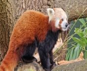 A zoo has welcomed the return of endangered red pandas.&#60;br/&#62;&#60;br/&#62;Endangered red panda Nilo is settling in to his newly created habitat at Bristol Zoo Project after arriving from ZSL’s Whipsnade.&#60;br/&#62;&#60;br/&#62;He’s already been exploring his new territory, which has been tailor-made to the needs of red pandas.&#60;br/&#62;&#60;br/&#62;It has a large cedar tree sitting at the centre, providing plenty of climbing opportunities.