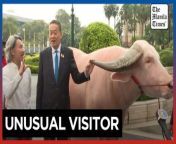 Thai PM meets &#36;500,000 giant albino buffalo&#60;br/&#62;&#60;br/&#62;Thai Prime Minister Srettha Thavisin welcomes an unusual visitor to his office – a big white buffalo named Ko Muang Phet, which was sold for &#36;500,000.&#60;br/&#62;&#60;br/&#62;Video by AFP&#60;br/&#62;&#60;br/&#62;Subscribe to The Manila Times Channel - https://tmt.ph/YTSubscribe &#60;br/&#62;&#60;br/&#62;Visit our website at https://www.manilatimes.net &#60;br/&#62;&#60;br/&#62;Follow us: &#60;br/&#62;Facebook - https://tmt.ph/facebook &#60;br/&#62;Instagram - https://tmt.ph/instagram &#60;br/&#62;Twitter - https://tmt.ph/twitter &#60;br/&#62;DailyMotion - https://tmt.ph/dailymotion &#60;br/&#62;&#60;br/&#62;Subscribe to our Digital Edition - https://tmt.ph/digital &#60;br/&#62;&#60;br/&#62;Check out our Podcasts: &#60;br/&#62;Spotify - https://tmt.ph/spotify &#60;br/&#62;Apple Podcasts - https://tmt.ph/applepodcasts &#60;br/&#62;Amazon Music - https://tmt.ph/amazonmusic &#60;br/&#62;Deezer: https://tmt.ph/deezer &#60;br/&#62;Tune In: https://tmt.ph/tunein&#60;br/&#62;&#60;br/&#62;#themanilatimes &#60;br/&#62;#tmtnews &#60;br/&#62;#komuangphet &#60;br/&#62;#thailand &#60;br/&#62;#sretthathavisin
