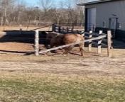 In a hilarious turn of events, this horse named Phoebe was spotted scratching their bum on the fence. They moved left and right on the fence, to fix their itch.