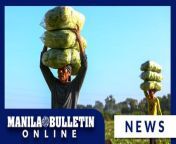 Farmers harvest pechay vegetables on a ricefield along Bay-Calauan Highway in Laguna Province on Sunday, April 7. &#60;br/&#62;&#60;br/&#62;According to the farm owner, they plant pechay after harvesting &#92;