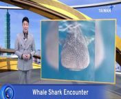 An enormous whale shark off the coast of Taiwan has been filmed approaching fishers for food. Fishers say rare sea creatures appear more often after earthquakes. The docile animals are protected in Taiwan.