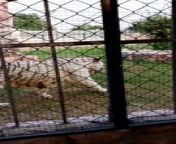 beautiful white tiger MAMA #viral #trending #foryou #reels #beautiful #love #funny #delicious #fun #love #yummy from viral tiktok nilabas tite
