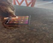Buster the cat discovered a game on his owner&#39;s tablet that he loved. He tapped on the screen with his paws, figuring out how to access the game, and then played it with excitement and energy.