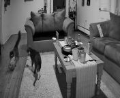 This room security camera captured this amusing sight of these two cats, Dale and Tito, crossing paths. Dale stepped into the living room and saw Tito clutching a whole packet of hamburger buns in his teeth. Dale was stunned and watched Tito in utter disbelief.