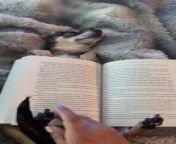 Zoe, the chihuahua, was sound asleep while their owner was reading a book. The owner then used Zoe as a book table, placing the book on top of them while using Zoe&#39;s paws as a bookmark.