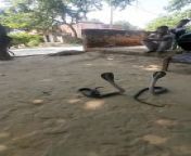 Rescue TwoBig Size Indian Cobra from indian xxxx rape